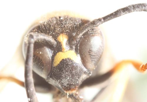 Eumenes sp.